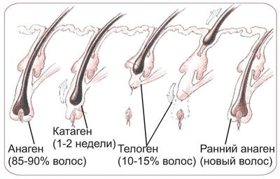 Фазы роста волос