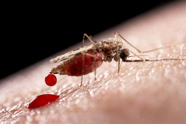 7 причин, почему комары кусают намного чаще некоторых людей