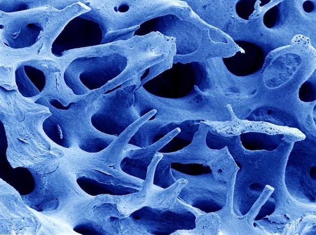 Как выглядят человеческие органы под микроскопом. 18 фотографий