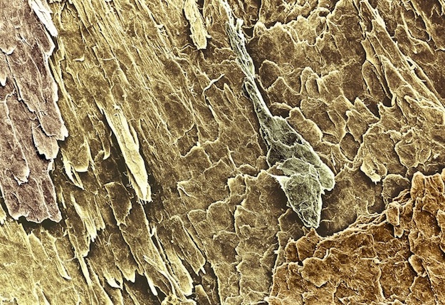 Как выглядят человеческие органы под микроскопом. 18 фотографий