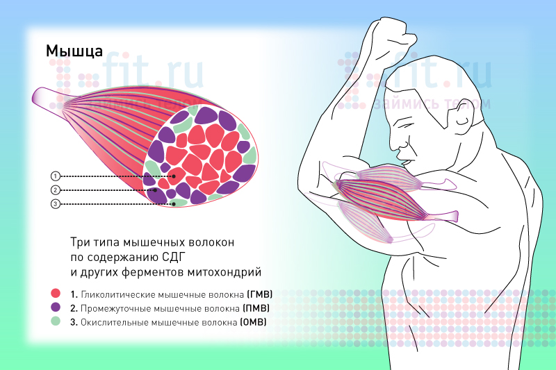 Схема мышечного чувства