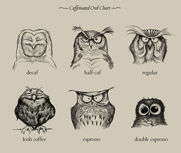 coffee owl