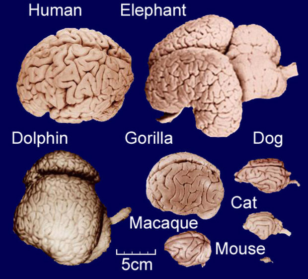 elephant-brain-intelligence