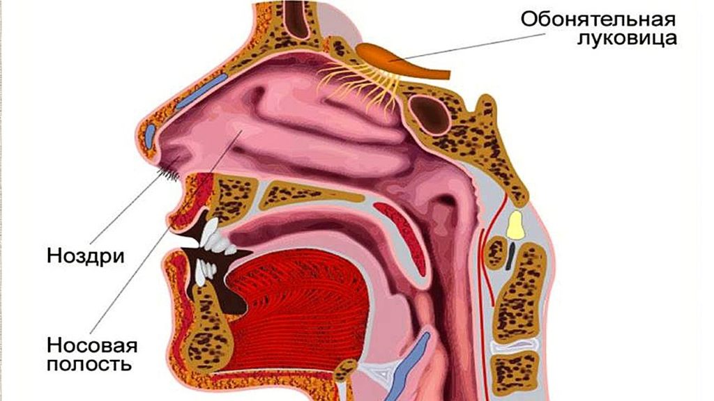 Устройство носоглотки человека картинки