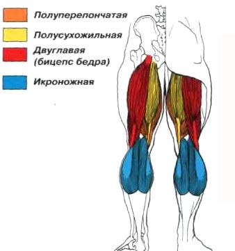 2 двуглавая мышца бедра