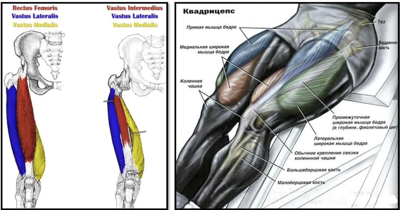 Фото анатомия квадрицепс