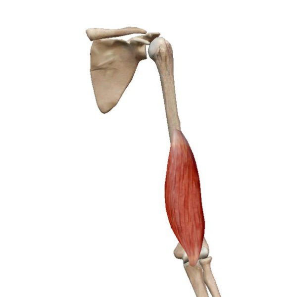 Зожник | Как тренировать бицепс