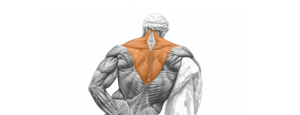 Тренировка дельтовидных мышц и трапеций