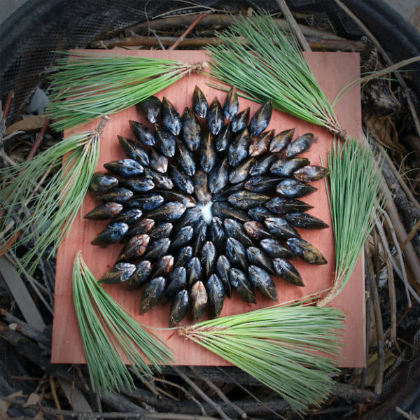 Зожник Ингредиенты из дикой природы 20 красочных блюд от Miss