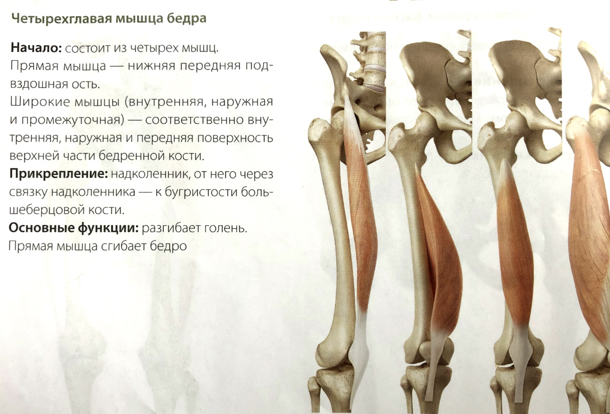 4 главная мышца. Четырехглавая мышца начало прикрепление функции. Четырехглавая мышца бедра начало и прикрепление. Четырёхглавая мышца бедра анатомия прикрепление. Место прикрепления прямой мышцы бедра.