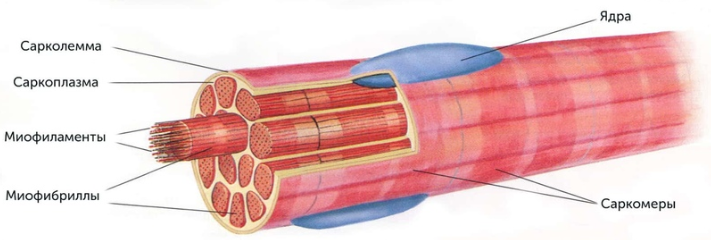 Мышечные волокна рисунок