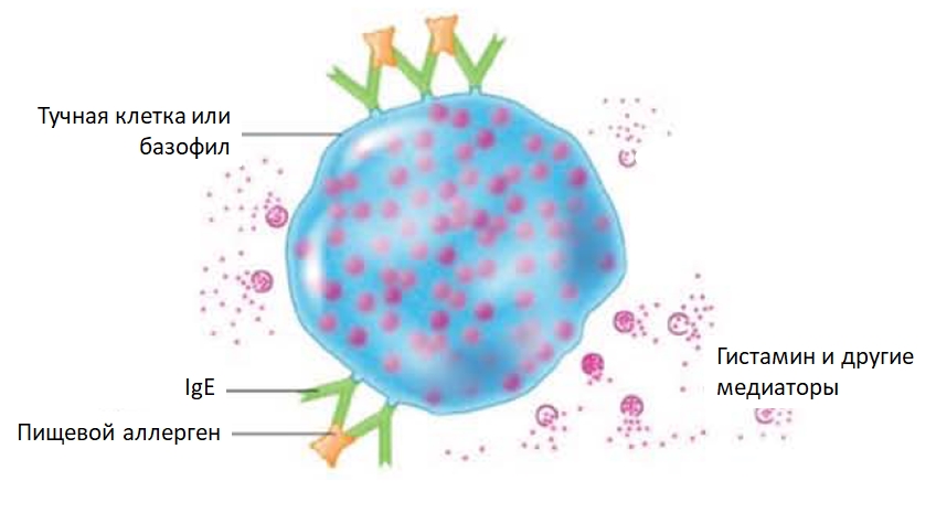 Тканевые базофилы. Тучные клетки гистамин. Тучные клетки аллергическая реакция. Иммуноглобулин е на тучных клетках. Базофилы и тучные клетки.